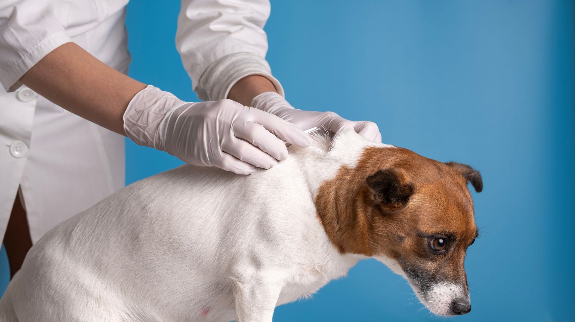 Deparazitare externa caini